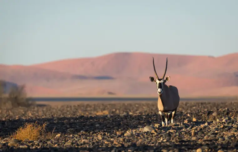 Pacote de viagem Short and Sweet Namibia by Wilderness