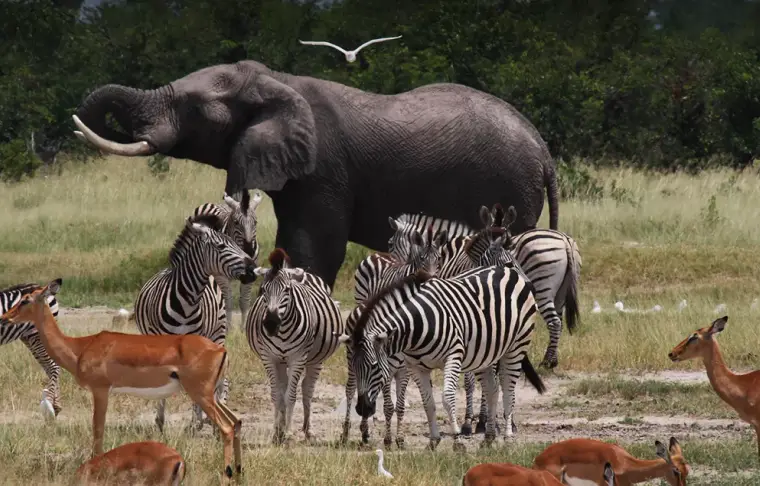 Pacote de viagem Maravilhas de Botswana