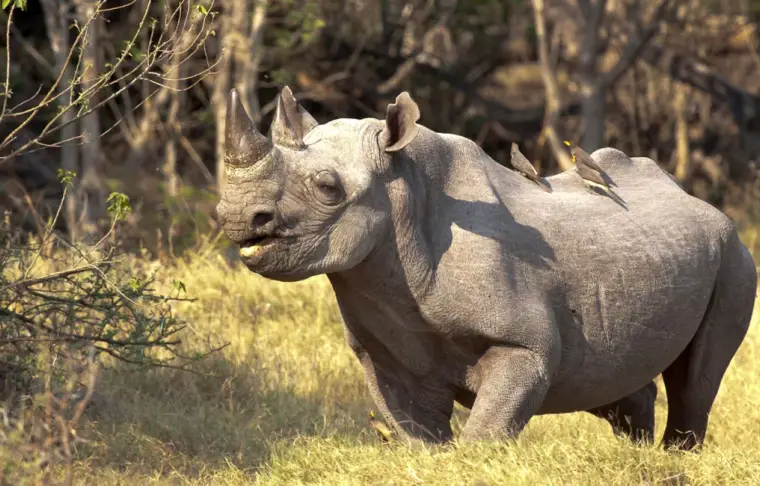 Pacote de viagem Botswana Rhino com Safari em Makgadikgadi