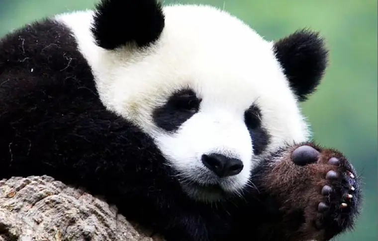 Pacote de viagem China Espetacular e Encantos do Urso Panda