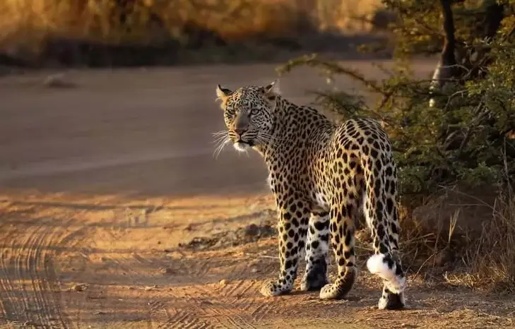 Pacote de viagem Cape Town & Safári na Reserva Privativa Shamwari