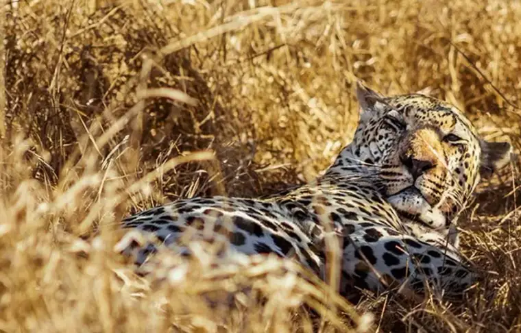 Pacote de viagem Southern Africa Deluxe