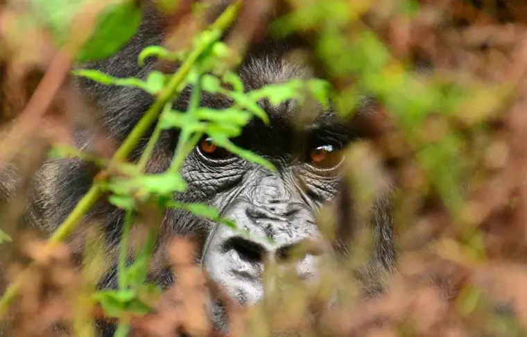 Pacote de viagem Ruanda Primate Safari