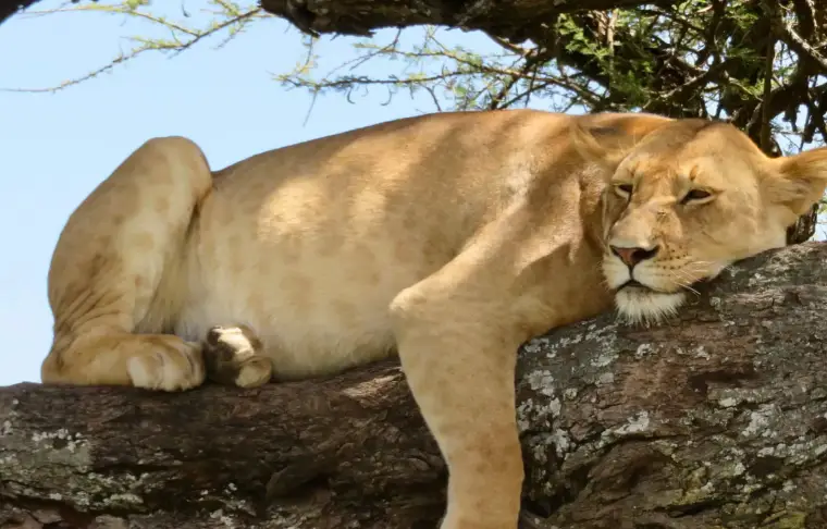 Pacote de viagem Simply Kenya & Tanzania