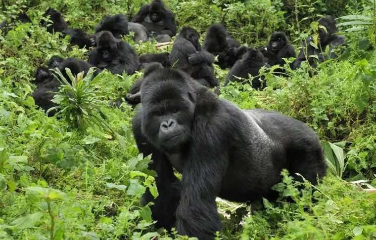 Pacote de viagem Volcanoes Bwindi Lodge