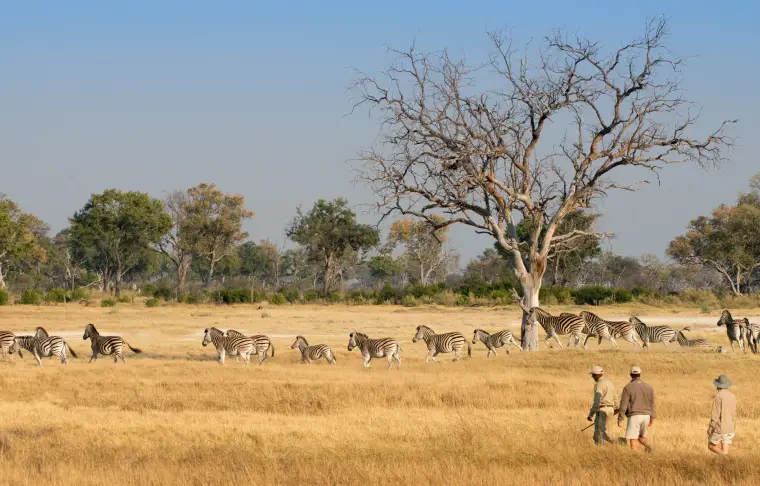 Pacote de viagem Africa's Finest