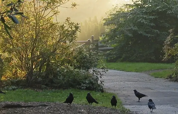 Pacote de viagem Montanhas Rochosas a Vancouver