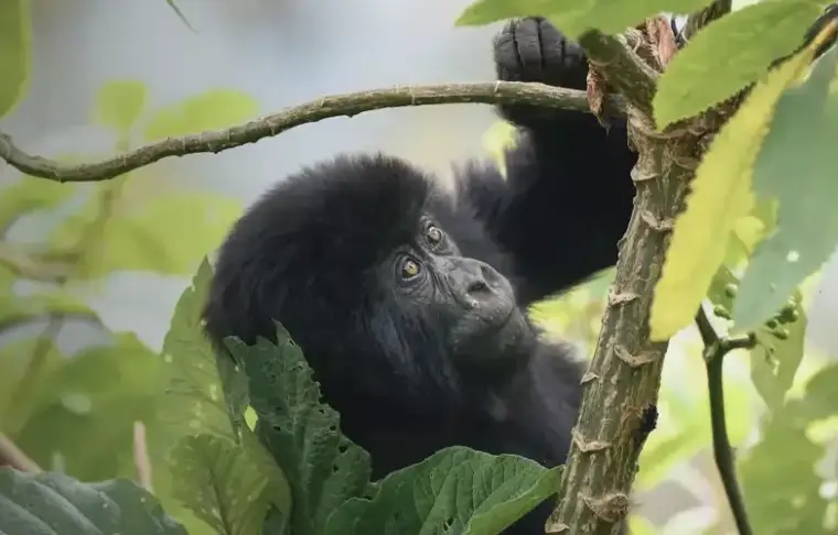 Pacote de viagem Ruanda Gorillas Nest