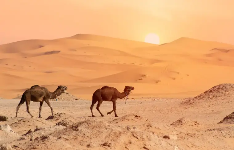 Pacote de viagem Marrakech e Deserto