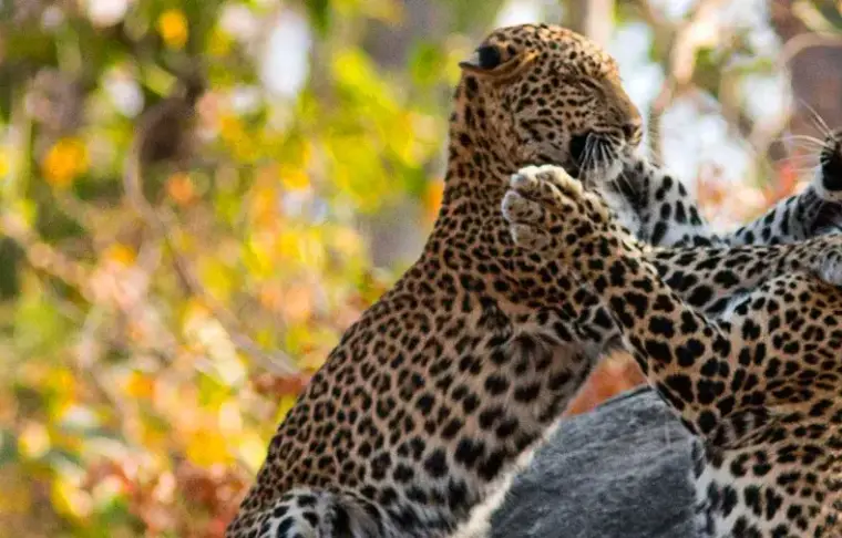 Pacote de viagem Trem Deccan Odyssey - Maharashtra Wild Trail