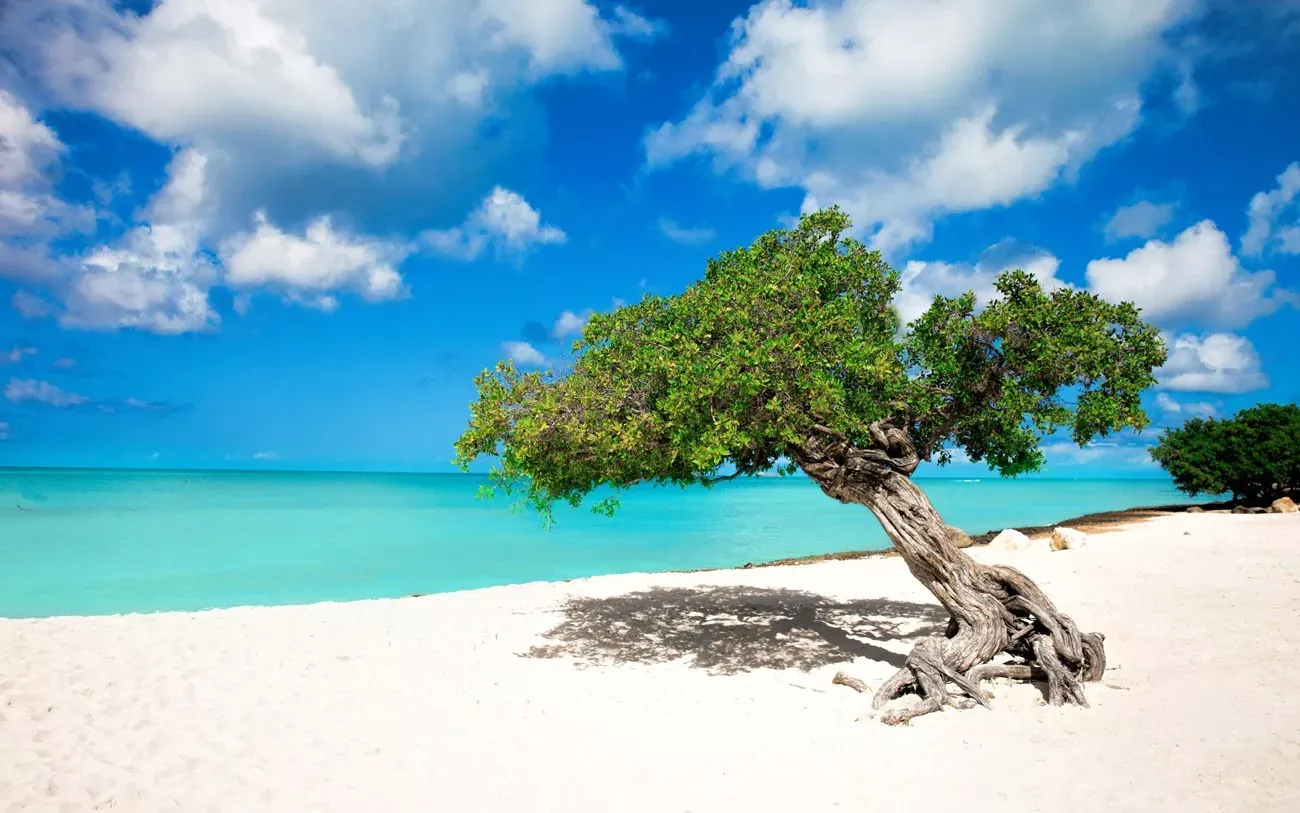 Aruba árvore Divi Divi