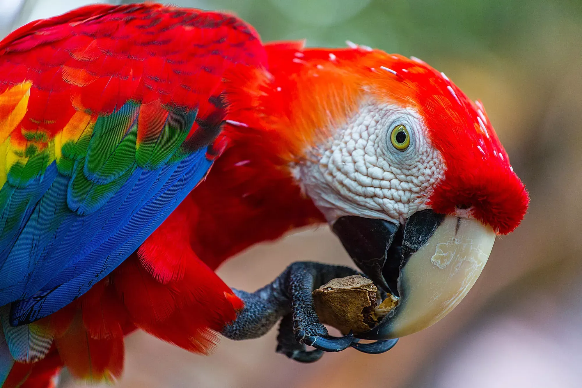 Pessoa em camelo no deserto