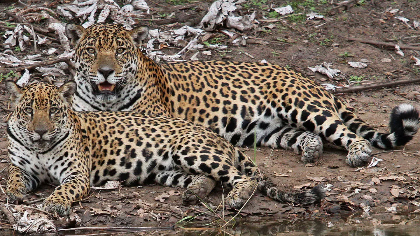 Pantanal Sul - Refúgio Ecológico Caiman