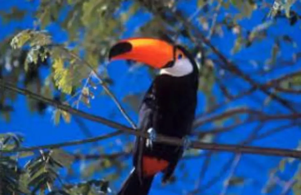 Bonito com Pantanal
