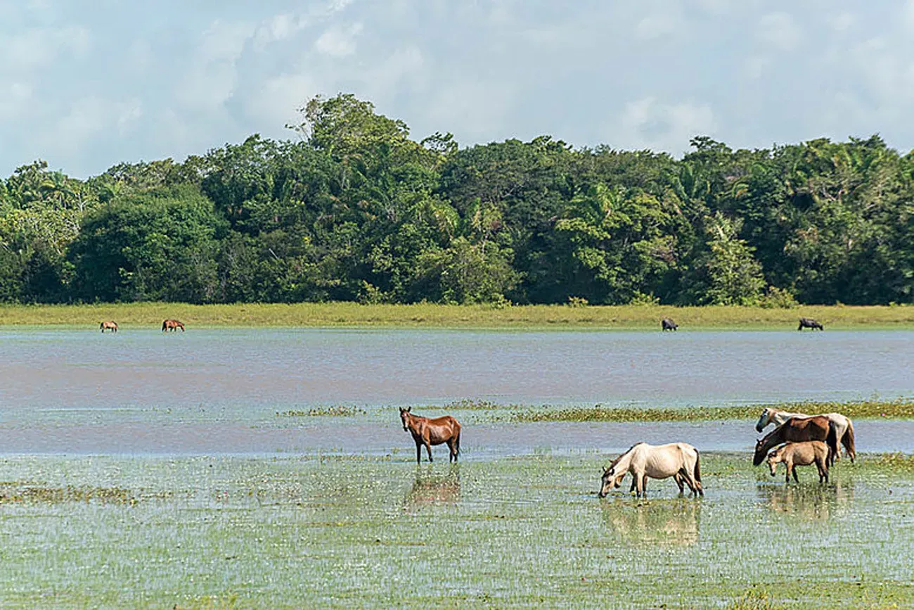 Belém, Ilha de Marajó e Alter do Chão