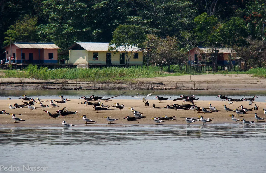 Pousada Uacari – Reserva Mamirauá, nas pegadas de Henry Bates