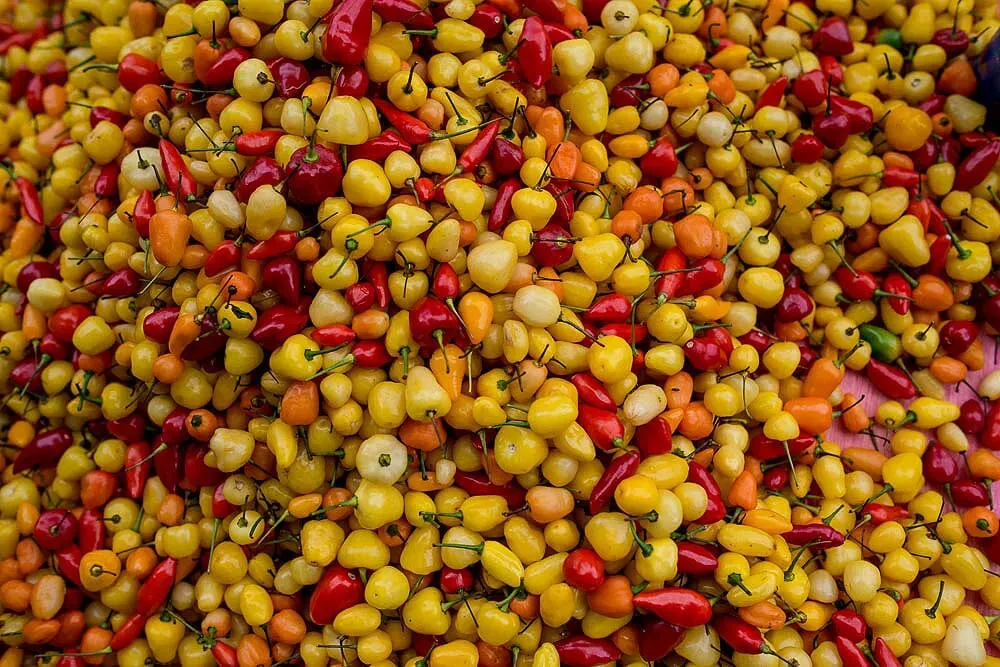 Pessoa em camelo no deserto