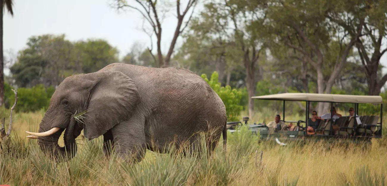 Botswana um Safári com Estilo