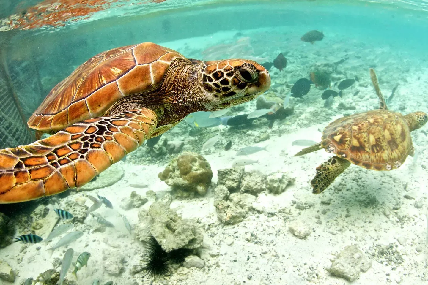 Roteiros para o Tahiti e Nova Zelandia