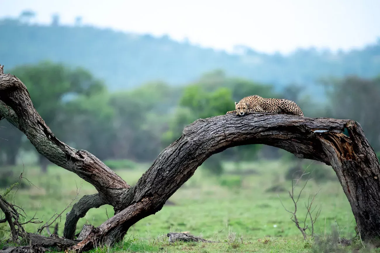 Safári Singita Lodges & Reserves
