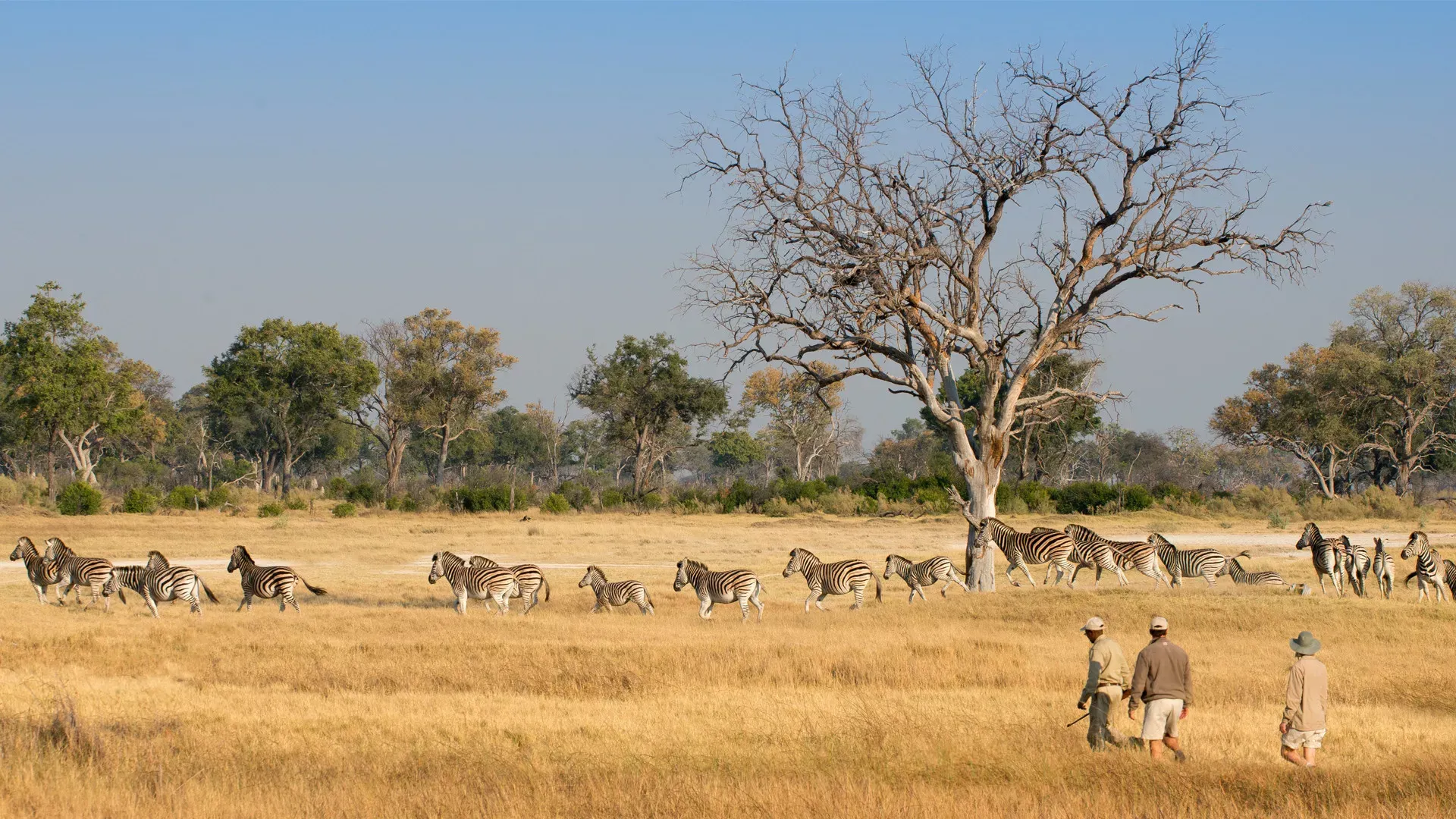 Botswana um Safári com Estilo