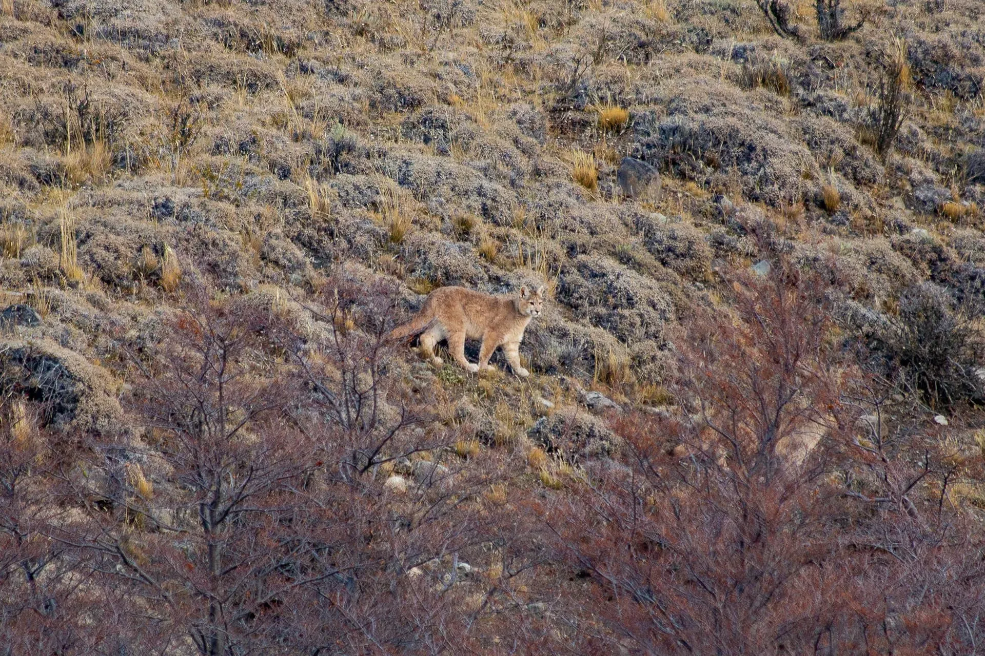 Torres del Paine EcoCamp