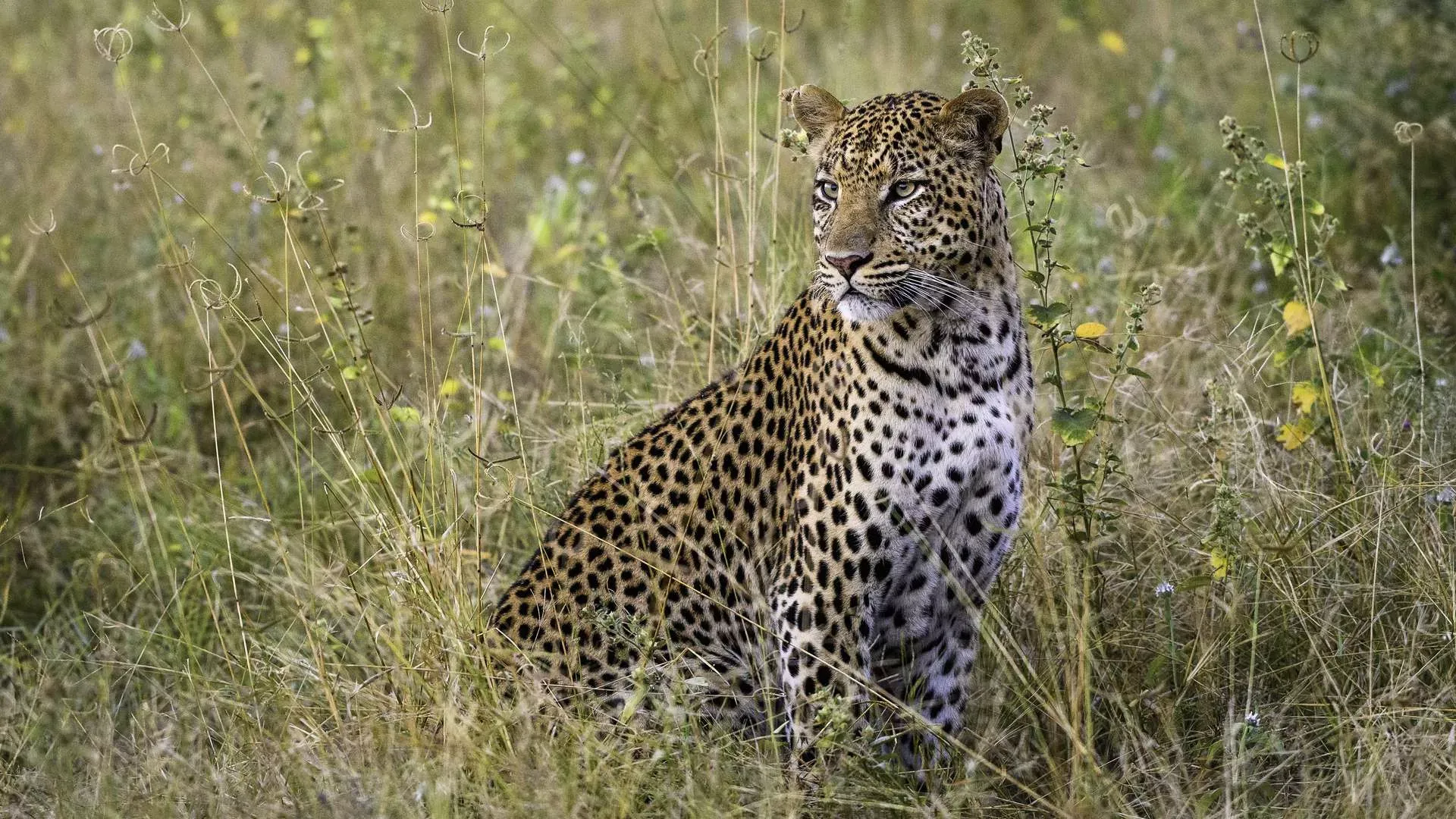 Botswana By Wilderness Safaris