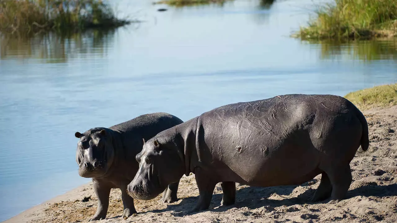 Botswana By Wilderness Safaris