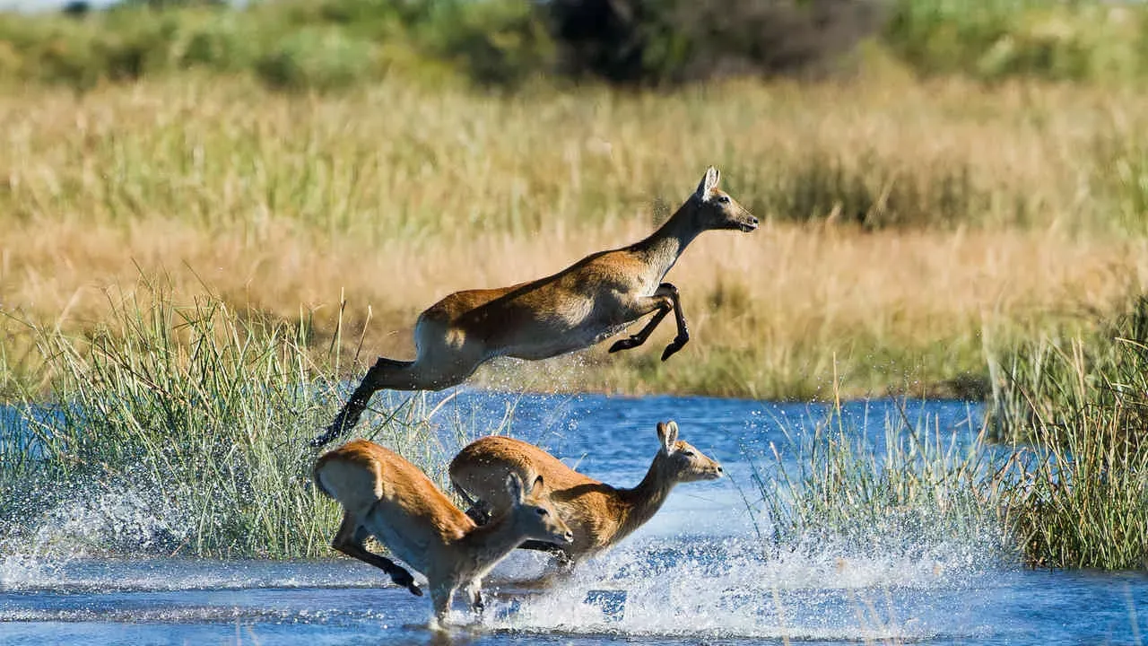 Botswana By Wilderness Safaris