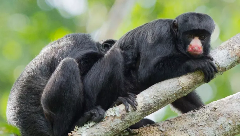 Pessoa em camelo no deserto
