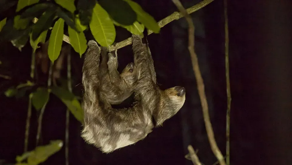 Conhecendo as belezas da Amazônia em Família