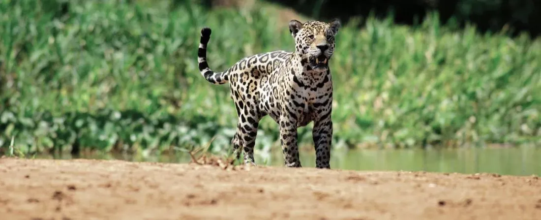Pessoa em camelo no deserto