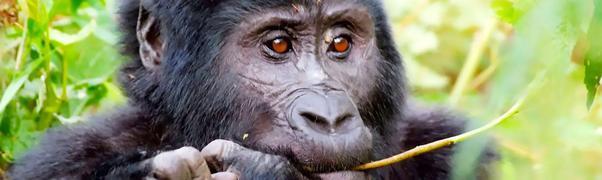 Pessoa em camelo no deserto