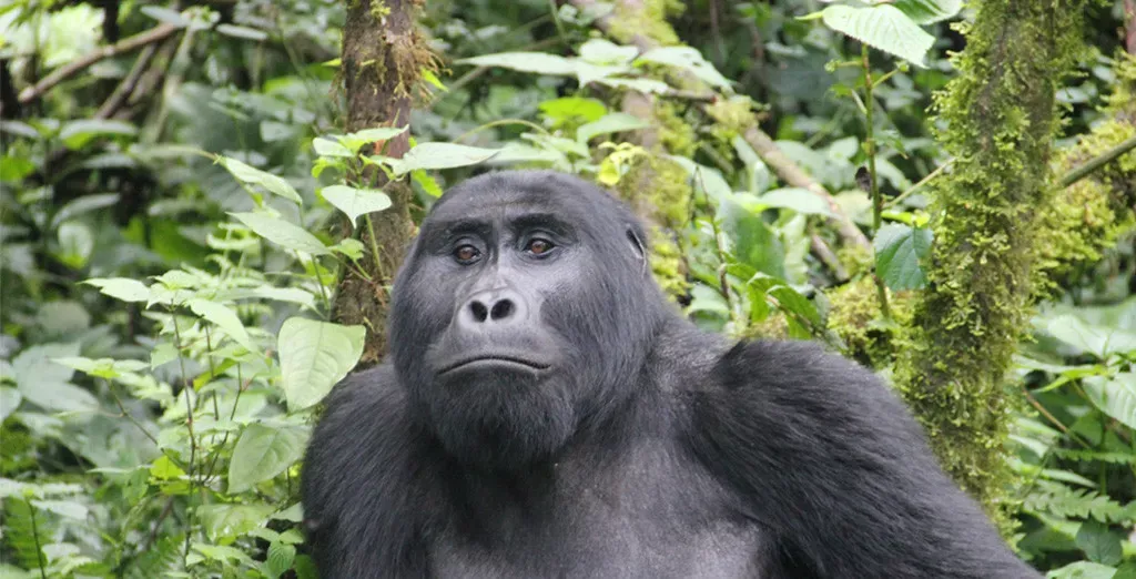 O Melhor de Uganda