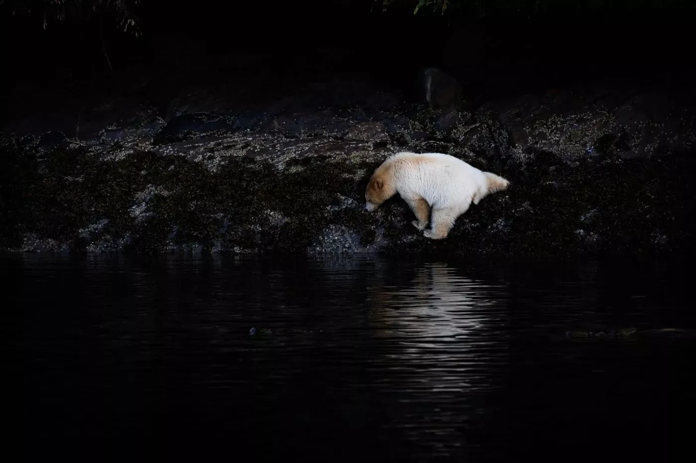 Observação de Ursos no Spirit Bear Lodge