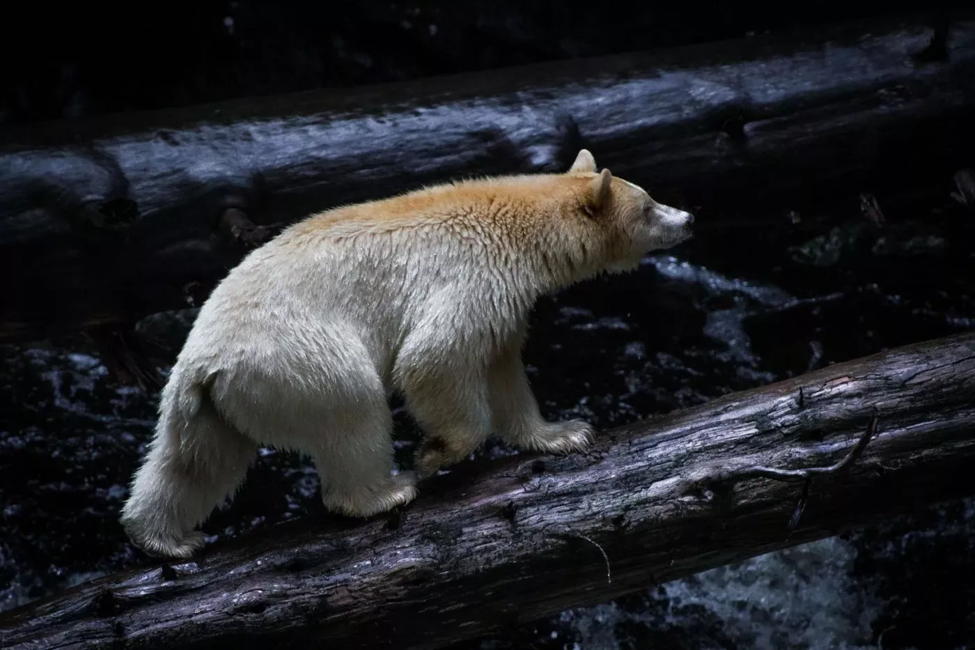 Observação de Ursos no Spirit Bear Lodge