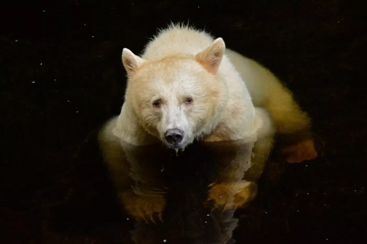 Observação de Ursos no Spirit Bear Lodge