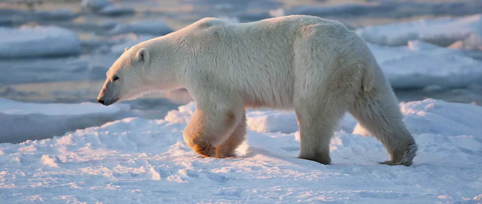 Pessoa em camelo no deserto