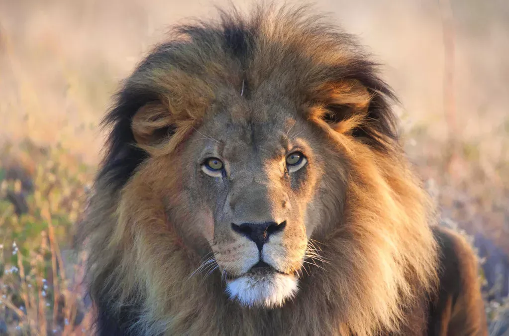 Pessoa em camelo no deserto