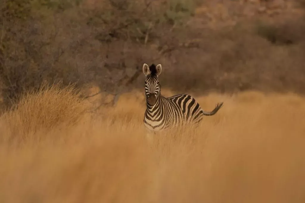 Safári África do Sul e Kalahari