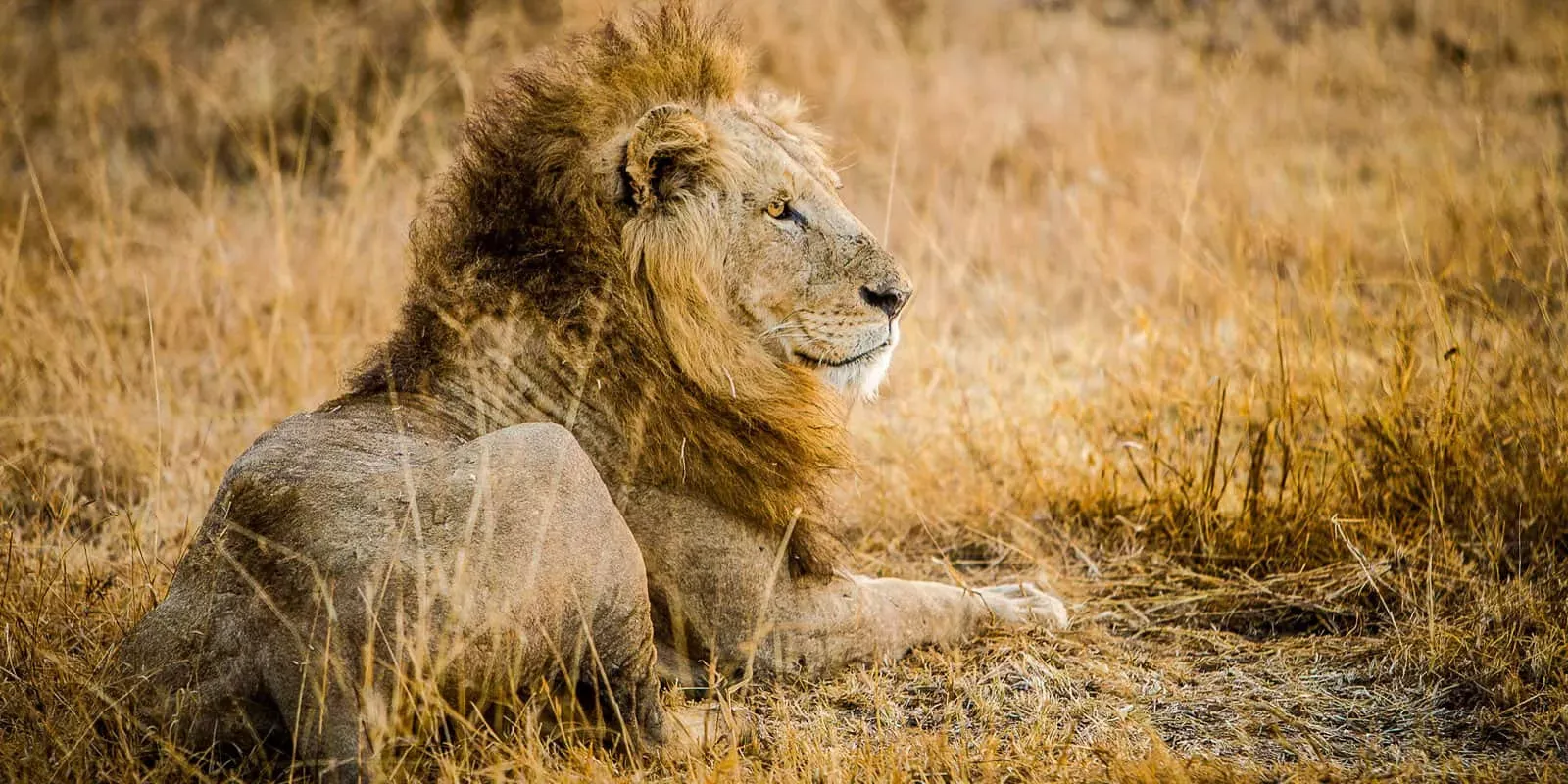 Safári África do Sul e Kalahari