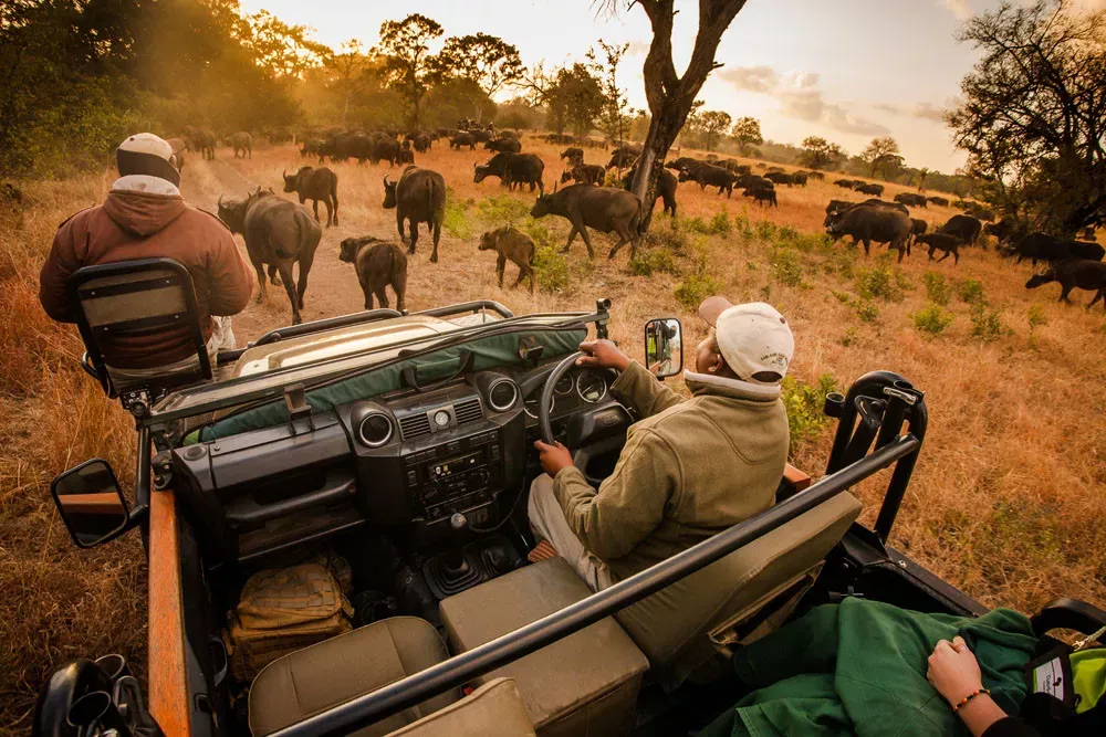 Safári África do Sul e Kalahari