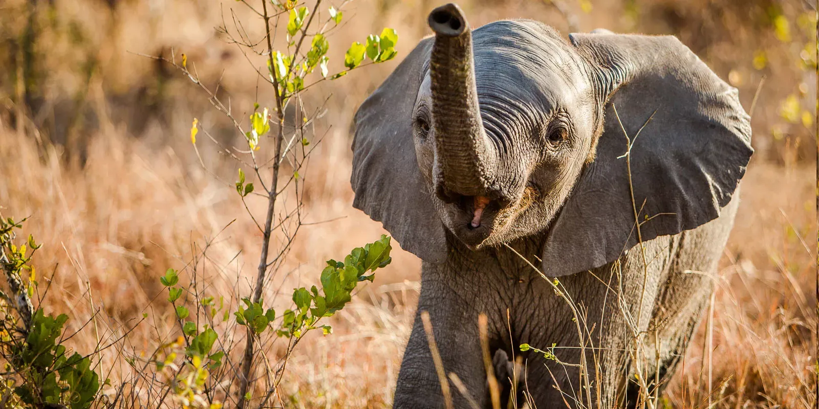 África do Sul com Crianças