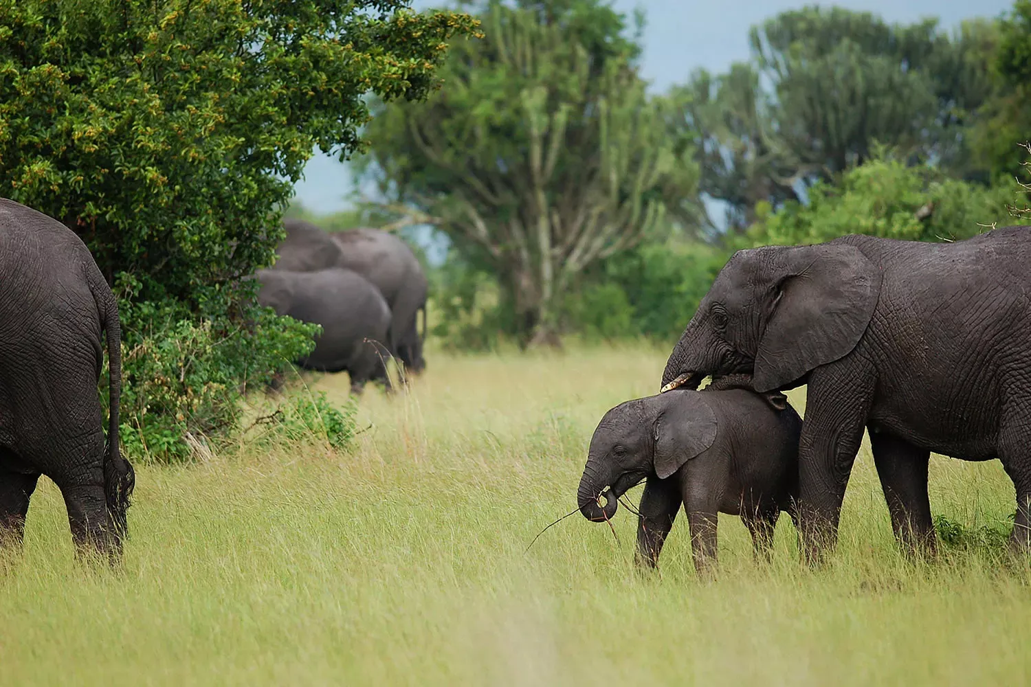 Explorando Uganda