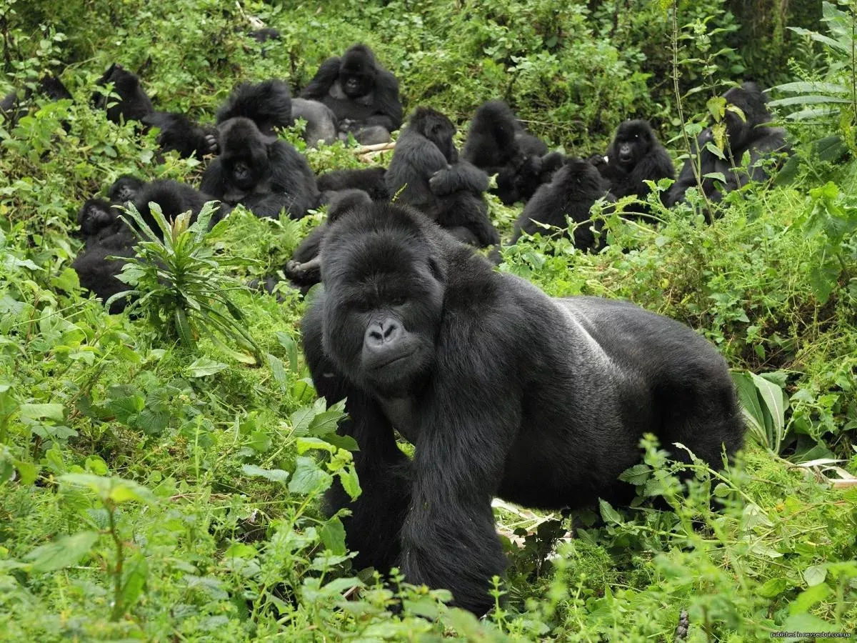 Explorando Uganda