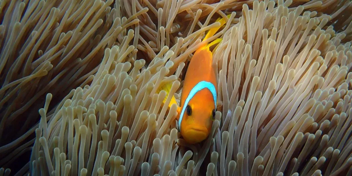 Milaidhoo Island Maldives