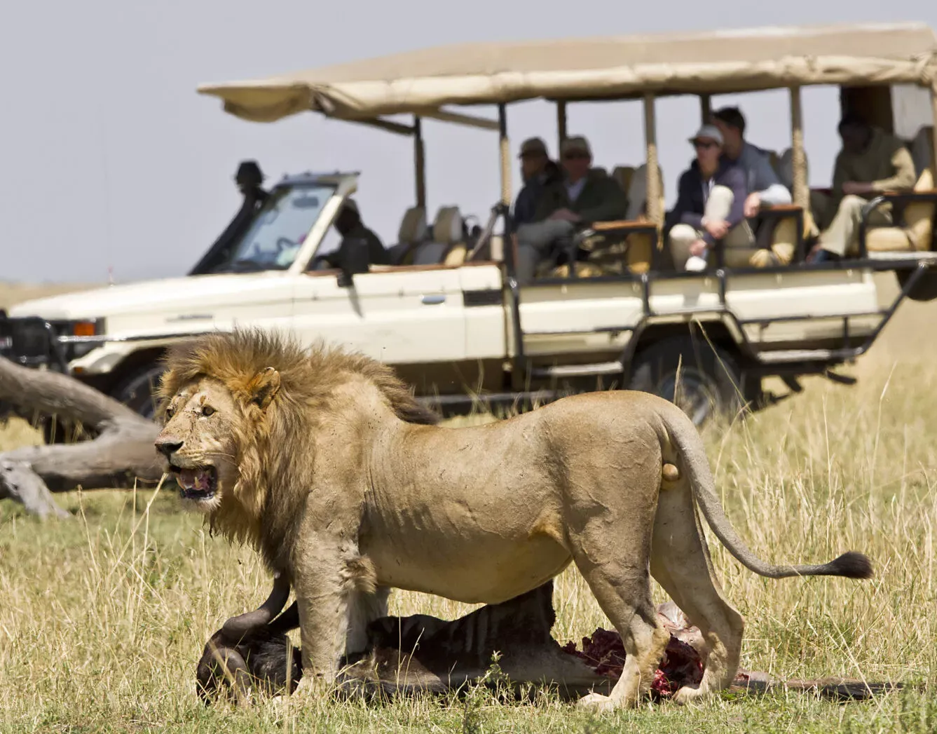 Serengeti Bushtops