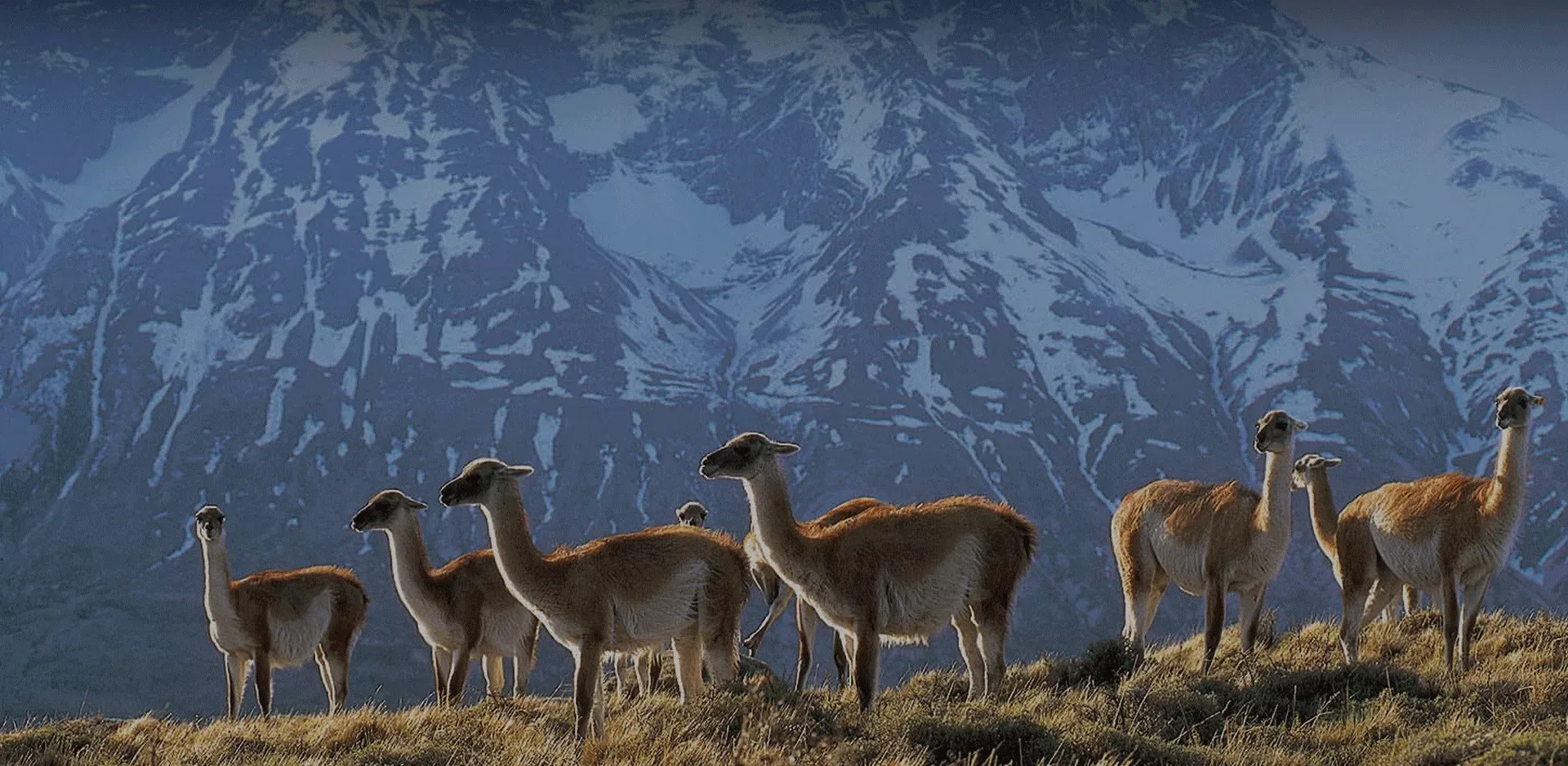 Pessoa em camelo no deserto