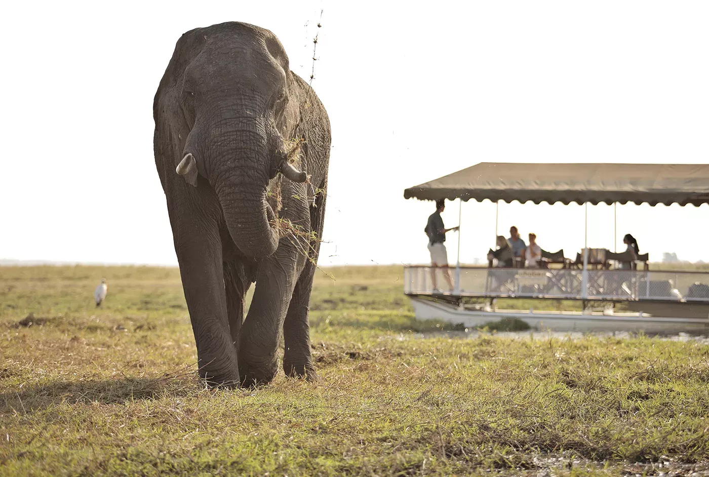 O melhor de Botswana by andBeyond
