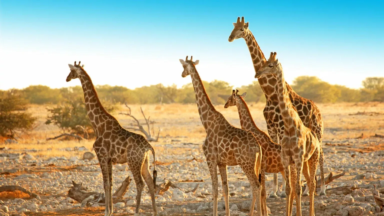 Pessoa em camelo no deserto